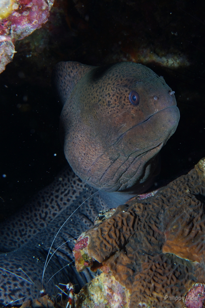 Birmanie - Mergui - 2018 - DSC03170 - Giant moray - Murene Javanaise - Gymnothorax javanicus.jpg